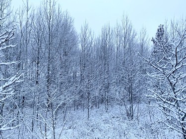 A snow-covered forest in Naughton, Ont. on Tuesday December 6, 2022. John Lappa/Sudbury Star/Postmedia Network