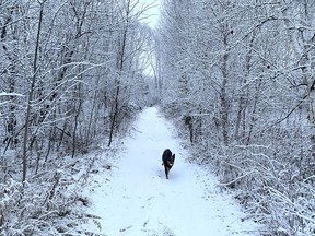 Blue runs through a snow-covered forest in Naughton on Tuesday.