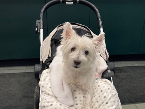 Molly the adorable white terrier rides in swaddled style aboard a well-padded stroller while accompanying her owner on some downtown errands. Jim Moodie/Sudbury Star