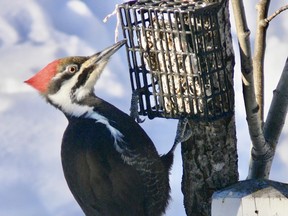 The pileated woodpecker is a most welcome visitor at a feeder on the day of the Christmas Bird Count.  Phil Burke