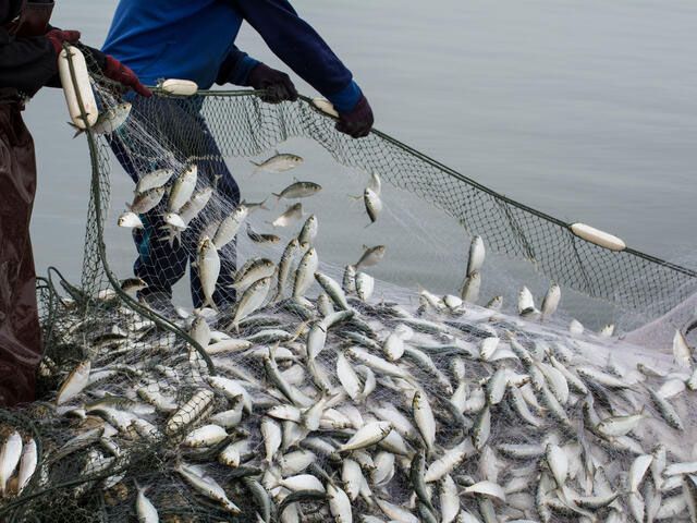 Illegal fishing estimated at $10-24B per year