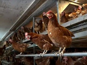 Hens in a presentation by Gerald Poechman during Ecological Day at Grey Bruce Farmers' Week on Monday, January 9, 2023.
