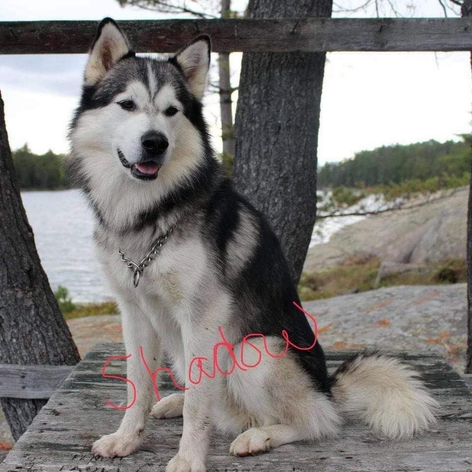 Redbridge dog owner says her dogs died from poisoning Sudbury Star