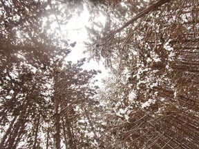 Looking up in the Frood Forest. WIth the understanding that trees play an important role in Greater Sudbury, city hall is launching an urban forest master plan and they are seeking feedback from residents.