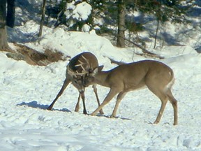 These two young bucks are playing a game of push enjoying their antlers even though the photo is dated February 19, 2009. Phil Burke