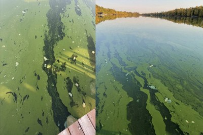 County to partner on Half Moon Lake's blue-green algae problem