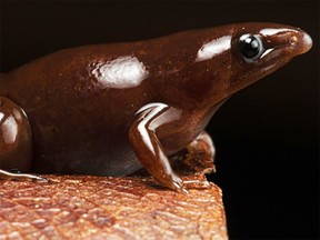 New species of frog from Peruvian Amazon. Photo by German Chavez.