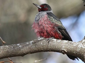 Meriwether-woodpecker