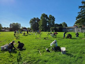 Reforest London plants trees as part off Canada's 2Billion Trees Program. Photo Gov.Can.