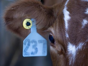 Dairy cows are milked at the Meadow Creek Dairy Farm on October 5, 2022, in Galax, Virginia. (Photo by Brendan Smialowski / AFP)