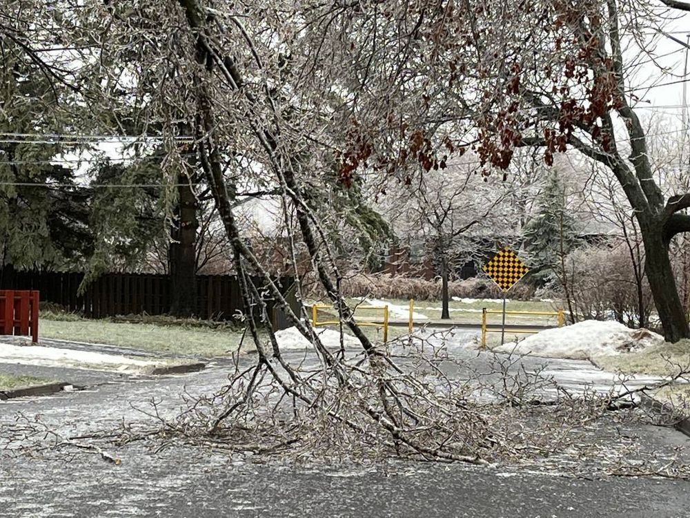 If a tree falls in Cornwall and area— be very careful while driving