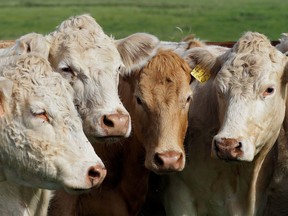 Cattle are seen in this file photo.