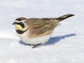 A Horned Lark was spotted during the Pembroke Christmas Bird Count, only the fifth time one has been seen on the count during its 45-year history. Trevor Jones / Getty Images