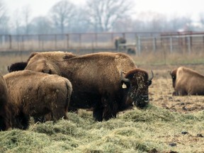 A bison enjoys a snack  on a farm in Plympton-Wyoming, Ont. Terry Bridge/Sarnia Observer/Postmedia Network