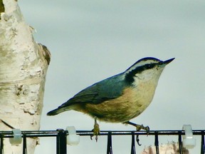 Caption: The red breasted nuthatch is closely related to the chickadee and is not a species of the woodpecker family. Their small size, the eye bar and orange-red breast is a giveaway. P Burke