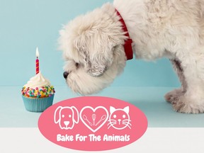 The Humane Society of Kitchener Waterloo and Stratford Perth has once again launched its annual Bake for the Animals fundraiser, through which local bakers and lovers of sweet treats can raise money for and support animals in the society's care.