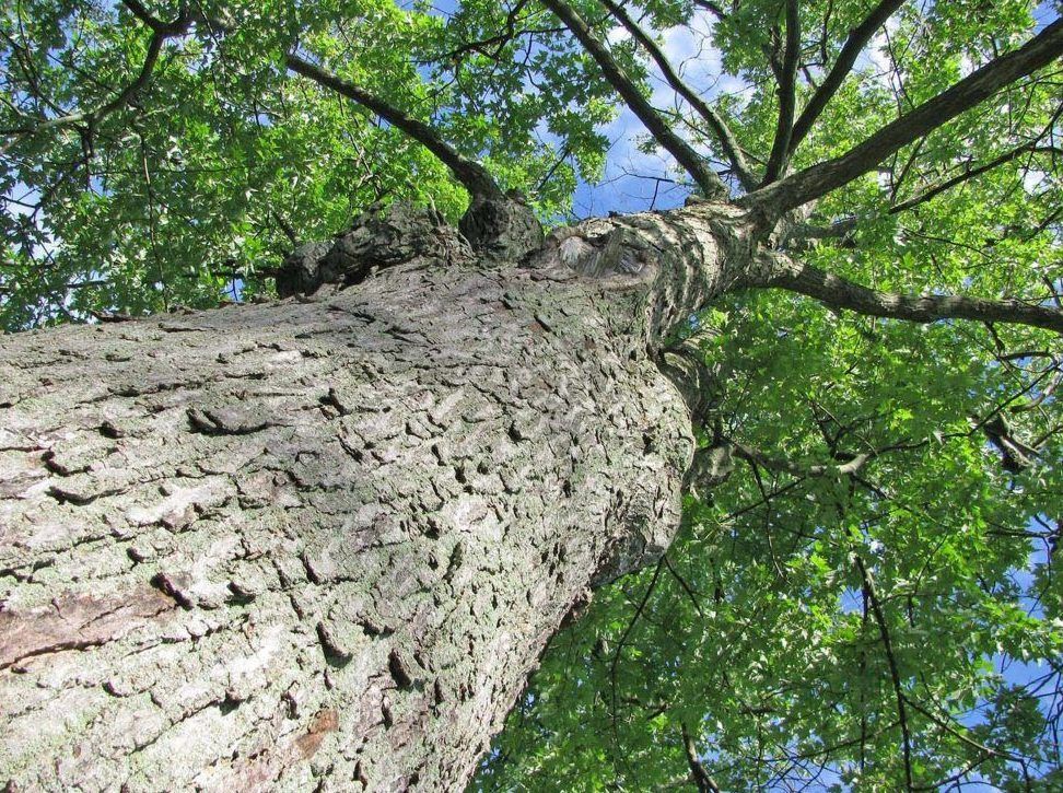 Grey County council votes in favour of climate action plan review