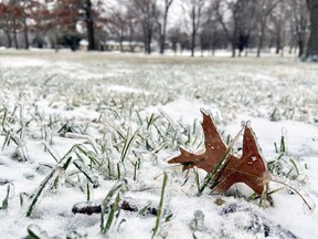 A leaf lies frozen in the icy grass in City Park on Friday.