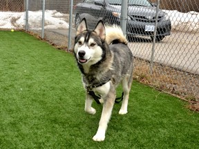 The Humane Society of Kitchener Waterloo and Stratford Perth is in urgent need of foster families who can temporarily provide home for the 16 large dogs currently beng cared for at the Stratford and Kitchener shelters. Those dogs include two-year old husky River (pictured), who was saved from euthanization in Texas and brought to Stratford. (Galen Simmons/The Beacon Herald)