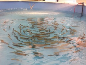 Fish pond returns to Southridge Mall for March Break