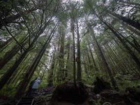 A couple are dwarfed by old growth trees