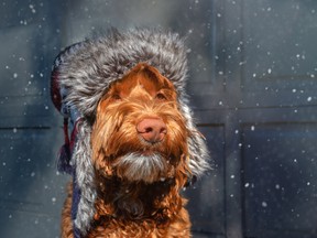 The Ontario SPCA has several tips for pet owners on keeping their furry friends safe during cold weather.