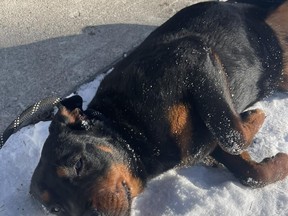 One of two female Rottweilers that was rescued by Hillside Kennels after a third dog was killed in Oakland, cowers on the ground but seems to have a pleasant temperament, says an animal control officer.