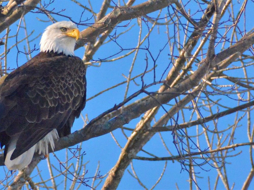 Sudbury faith Do you want to soar like an eagle or quack like a duck