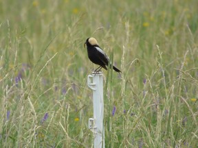 A bobolink is perched on a fence post commonly used in a rotational grazing project. Photo: Blazing Star Environmental