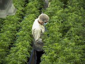 Staff work in a marijuana grow room that can be viewed by through a visitors' centre at Canopy Growth's Tweed facility in Smiths Falls, Ont., on Thursday, Aug. 23, 2018.