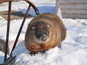 Heaven's Wildlife Harvey, Lambton County's weather-predicting groundhog, saw his shadow Thursday morning so that means six more weeks of winter, according to folklore.