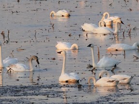 Migratory Tundra Swans will be stopping at Thedford Bog during the month of March.
Handout/Sarnia This Week