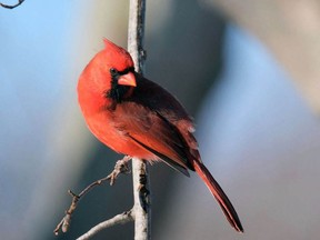Great Backyard Bird Count takes flight in February