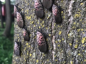 The spotted lanternfly is an invasive species that has been detected in 14 states in the U.S. and was recently discovered within five kilometres of the border. Native to China and Southeast Asia, the insect could wreak havoc on Southwestern Ontario's agricultural industry, experts say. Invasive Species Centre Photo