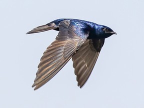 A Purple Martin in flight. Getty Images