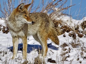Animal Justice and Coyote Watch Canada are calling for an investigation under Ontario’s Environmental Bill of Rights (EBR) into a Belleville-based coyote hunting contest. COYOTE WATCH CANADA