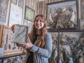 Emily Taylor, the curator assistant at St. Marys Museum, holds a drawing of a passenger pigeon in a corner of the museum known as the Bird Room. The museum has on display dozens of birds that were taxidermied roughly a century ago, including a passenger pigeon, a species that is now extinct. Chris MontaniniStratford Beacon Herald