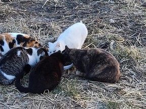 Caregivers of Petrolia Ferals has launched a GoFundMe fundraiser to help the area’s growing number of undomesticated cats.
Handout/Sarnia This Week