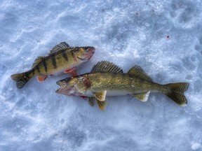 Perch and walleye are some of the finest eating fish in fresh water. Catching and eating them fresh is always a real treat after being away.