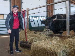 Kaeden Hurst, 10, can often be found helping out at Out of the Ashes Large Animal Rescue, the not-for-profit shelter his family operates in Sebringville, west of Stratford. Out of the Ashes is opening its doors to hundreds of area students this year, including some of Hurst’s peers, for educational field trips. Chris MontaniniStratford Beacon Herald