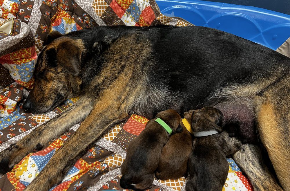 Daisy The Dog And Her Newborn Pups