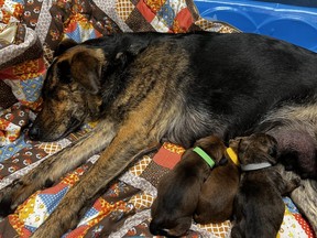 The Humane Society of Stratford-Perth is asking area residents for support after Daisy the dog recently gave birth to a litter of three puppies at the Stratford animal shelter. (Submitted photo)