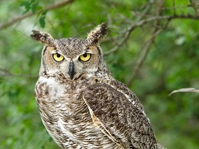 A great-horned owl like the one pictured here has attacked several visitors to George Lake in Killarney, leading the park to impose a temporary closure of the campground, including its yurts and cabins.