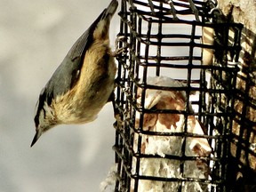 The red-breasted nuthatch is a feeder favourite and a great fan of suet.  Phil Burke