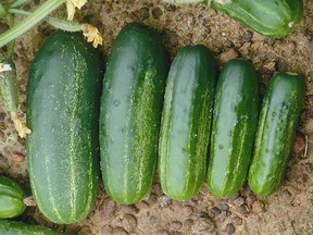 Here comes one thing in a gardener’s future. For fresh eating or making pickles there’s a cucumber size and recipe that’s  perfect whether making dills or sweet cuke slices for the  refrigerator that are ready to  eat in five days. (Ted Meseyton)