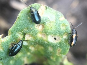 Two species of flea beetle – striped and crucifer – on the same canola plant. Striped species emerge earlier in the spring and seem more tolerant of common seed treatments. (Canola Council of Canada)
