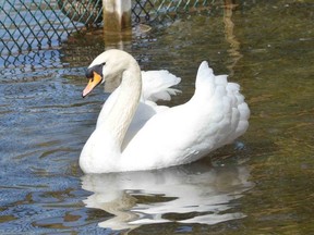 One of Harrison Park's swans swims in the bird sanctuary on Thursday, March 30, 2023.