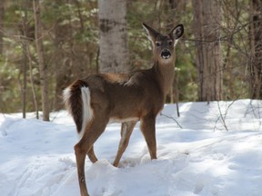 0401 sm deer