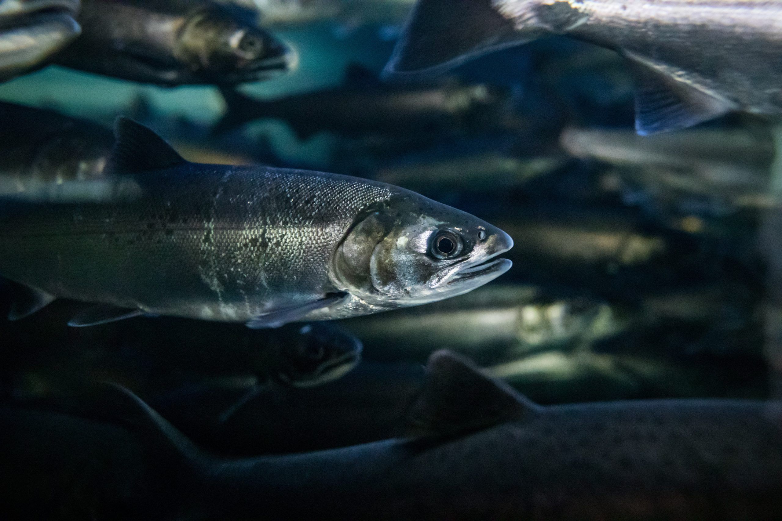 Changing salmon hatchery practice can improve survival rates BC study