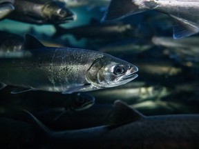 Coho salmon swim at the Fisheries and Oceans Canada Capilano River Hatchery, in North Vancouver, on Friday July 5, 2019. A first-of-its kind study in British Columbia suggests salmon hatcheries could improve survival rates by optimizing the weight of the juvenile fish and the timing of their release.
